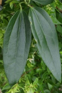 Bosrank, Groenblijvend (Clematis Armandii) -Directplant Winkel 20120211132337 5 1