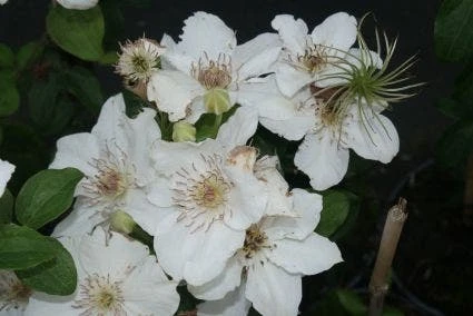 Bosrank (Clematis 'Destiny') 3 Bosrank (Clematis 'Destiny')