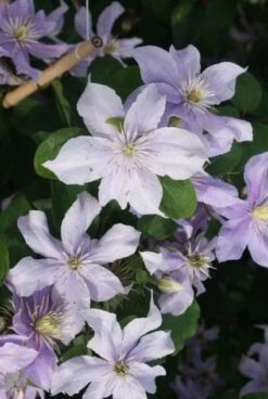 Bosrank (Clematis 'Justa') -Directplant Winkel 20120211142234 1