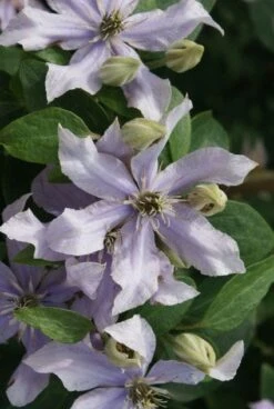 Bosrank (Clematis 'Justa') 11 Bosrank (Clematis 'Justa') -Directplant Winkel 20120211142323 1 2
