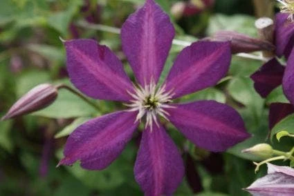Bosrank (Clematis 'Mikelite') 5 Bosrank (Clematis 'Mikelite') - Afbeelding 3