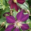 Bosrank (Clematis 'Mikelite') -Directplant Winkel 20120211142757 1 2
