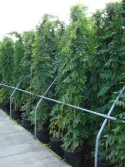 Blauwe Regen (Wisteria Sinensis) 15 Blauwe Regen (Wisteria Sinensis) -Directplant Winkel 20120213094040 13