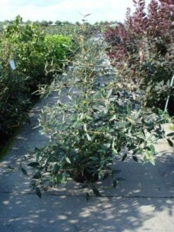 Sneeuwbal (Viburnum Bodnantense 'Dawn') -Directplant Winkel 20120213095450 1 2