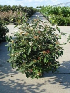 Sneeuwbal (Viburnum Plicatum 'Watanabe') -Directplant Winkel 20120213095627 8 1