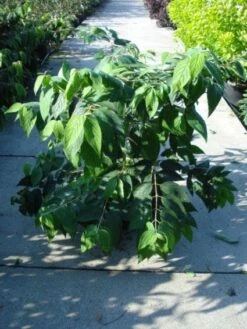 Sneeuwbal (Viburnum Plicatum 'Mariesii') -Directplant Winkel 20120213095850 10 1