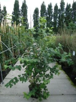 Sneeuwbal (Viburnum Opulus 'Roseum') -Directplant Winkel 20120213095949 9