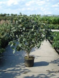 Sneeuwbal (Viburnum Carlcephalum) -Directplant Winkel 20120213100404 11