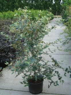 Sneeuwbal (Viburnum Burkwoodii) -Directplant Winkel 20120213100608 14 2