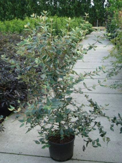 Sneeuwbal (Viburnum Burkwoodii) 5 Sneeuwbal (Viburnum Burkwoodii) - Afbeelding 3