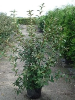 Sneeuwbal (Viburnum Bodnantense 'Charles Lamont') -Directplant Winkel 20120213100726 4