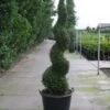 Conifeer Als Spiraal (Thuja Occidentalis 'Smaragd') -Directplant Winkel 20120213101253 3 2