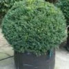 Taxusbol (Taxus Baccata) -Directplant Winkel 20120213101841 16 3