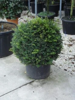 Taxusbol (Taxus Baccata) -Directplant Winkel 20120213101948 16 2