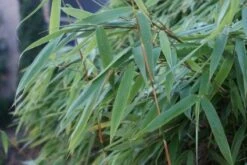 Niet Woekerende Bamboe (Fargesia Murieliae 'Bimbo') -Directplant Winkel 20120213125441 4 1