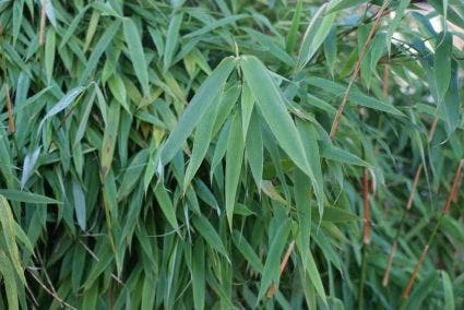 Niet Woekerende Bamboe (Fargesia Murieliae 'Simba') 6 Niet Woekerende Bamboe (Fargesia Murieliae 'Simba') - Afbeelding 4