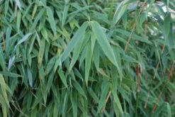 Niet Woekerende Bamboe (Fargesia Murieliae 'Simba') -Directplant Winkel 20120213125522 6