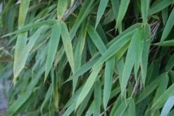 Niet Woekerende Bamboe (Fargesia 'Great Wall') 11 Niet Woekerende Bamboe (Fargesia 'Great Wall') -Directplant Winkel 20120213125547 7 1