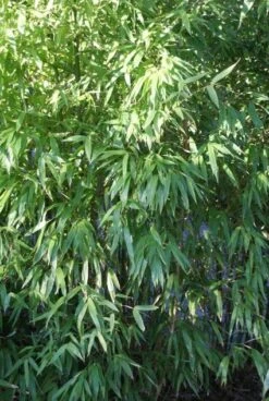 Niet Woekerende Bamboe (Fargesia 'Great Wall') -Directplant Winkel 20120213125631 7