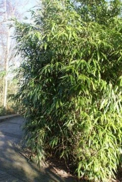 Bamboe (Phyllostachys Aurea) -Directplant Winkel 20120213125900 13