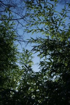 Bamboe (Phyllostachys Aurea) 25 Bamboe (Phyllostachys Aurea) -Directplant Winkel 20120213125929 13 1