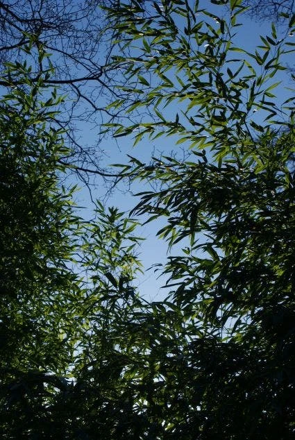 Bamboe (Phyllostachys Aurea) 6 Bamboe (Phyllostachys Aurea) - Afbeelding 4