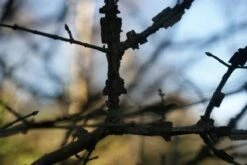 Kardinaalshoed (Euonymus Alatus) -Directplant Winkel 20120213131936 55 11