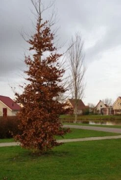 Beukenboom (Fagus Sylvatica) -Directplant Winkel 20120213132201 16