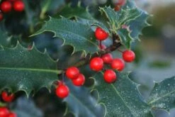 Gewone Hulst (Ilex Aquifolium) -Directplant Winkel 20120213133540 12 1