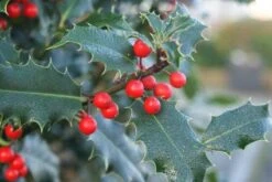 Gewone Hulst (Ilex Aquifolium) -Directplant Winkel 20120213133607 12