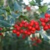 Hulst (Ilex Aquifolium 'Alaska') -Directplant Winkel 20120213141441 11