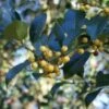Hulst (Ilex Aquifolium 'Bacciflava') -Directplant Winkel 20120213141636 6 1