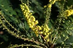 Mahoniestruik (Mahonia Media 'Winter Sun') -Directplant Winkel 20120213142211 11