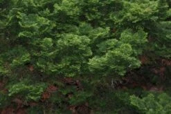 Dwergcypres (Chamaecyparis Obtusa 'Nana Gracilis') -Directplant Winkel 20120213143635 5