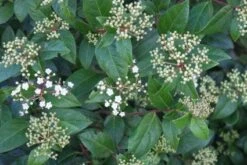 Groenblijvende Sneeuwbal (Viburnum Tinus 'Eve Price') -Directplant Winkel 20120213144628 50 10 3