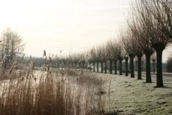 Knotwilg (Salix Alba) -Directplant Winkel 20120213152215 13