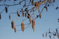 Hartbladige Els (Alnus Cordata) 5 Hartbladige Els (Alnus Cordata) -Directplant Winkel 20120213152354 10