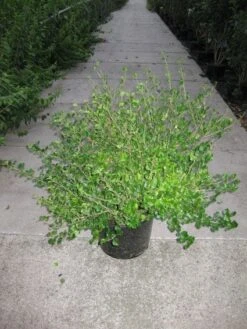 Dwerg Sering (Syringa Meyeri 'Palibin') -Directplant Winkel 20120213153136 6