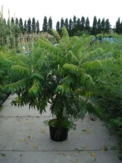 Fluweelboom, Struik (Rhus Typhina 'Dissecta' (Laciniata)) -Directplant Winkel 20120213155119 5