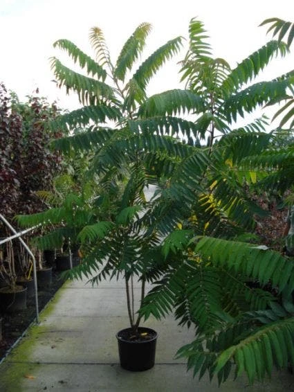 Fluweelboom, Struik (Rhus Typhina) 3 Fluweelboom, Struik (Rhus Typhina)