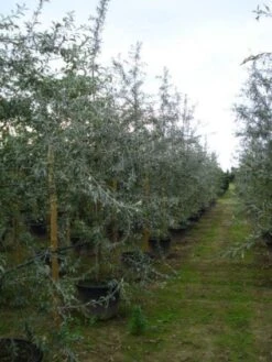 Sierpeer Als Struik (Pyrus Salicifolia 'Pendula') -Directplant Winkel 20120213155559 6