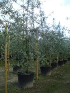 Sierpeer Als Struik (Pyrus Salicifolia 'Pendula') -Directplant Winkel 20120213155637 6