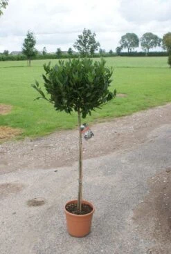 Echte Laurier Op Stam (Laurus Nobilis) -Directplant Winkel 20120213163018 4