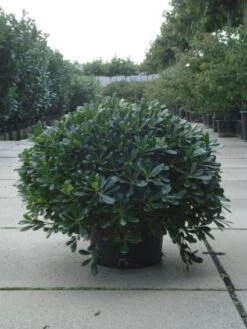 Australische Laurier (Pittosporum Tobira 'Nanum') -Directplant Winkel 20120213163910 8