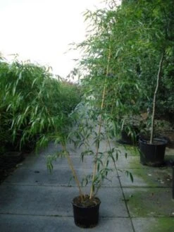 Bamboe (Phyllostachys Vivax 'Aureocaulis') 9 Bamboe (Phyllostachys Vivax 'Aureocaulis') -Directplant Winkel 20120213164535 7