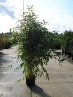 Bamboe (Phyllostachys Aurea) 26 Bamboe (Phyllostachys Aurea) -Directplant Winkel 20120213164824 13 1