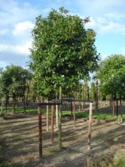 Glansmispel Als Boom (Photinia Fraseri 'Red Robin') -Directplant Winkel 20120214125941 9