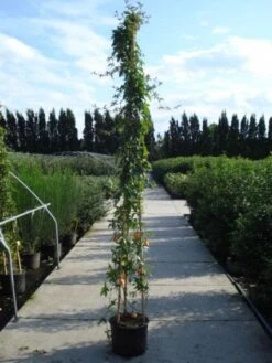 Passiebloem (Passiflora Caerulea) -Directplant Winkel 20120214131255 6