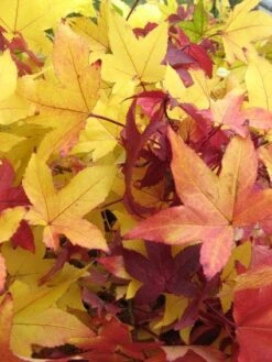 Amberboom Als Leivorm (Liquidambar Styraciflua 'Worplesdon') -Directplant Winkel 20120214135249 2