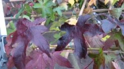 Amberboom Als Leivorm (Liquidambar Styraciflua 'Worplesdon') -Directplant Winkel 20120214135312 2